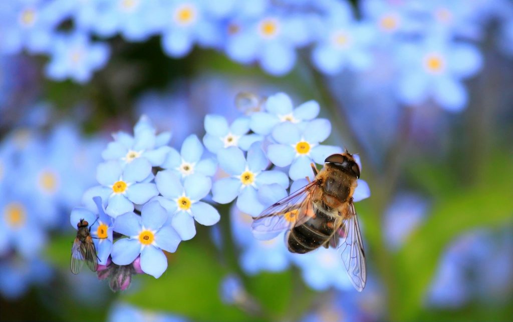 Biene auf kleinen hellblauen Blumen