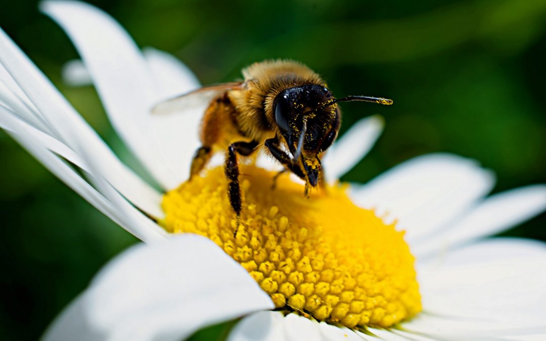 Die afrikanisierte Honigbiene – eine Killerbiene?