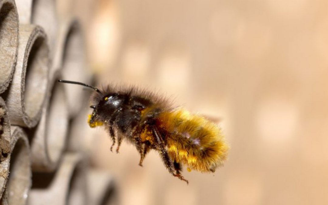 Wildbienen – Was ist ihre Aufgabe in der Natur?