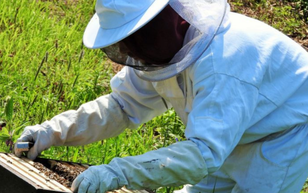 Imker Schutzkleidung – Was braucht ein Hobbyimker?