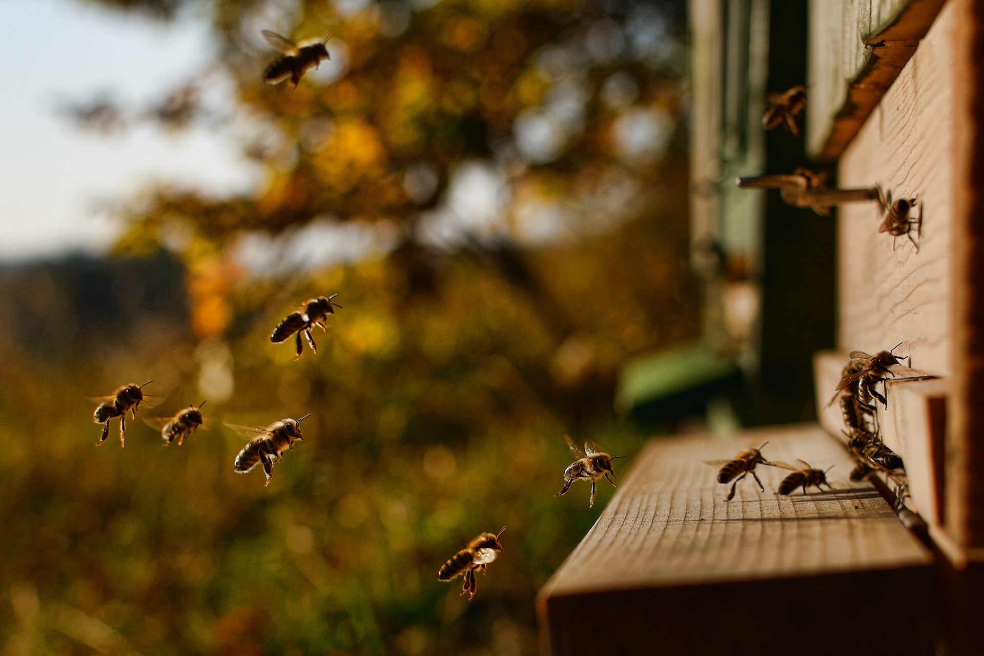 Bild Biene fliegen in Bienenstock