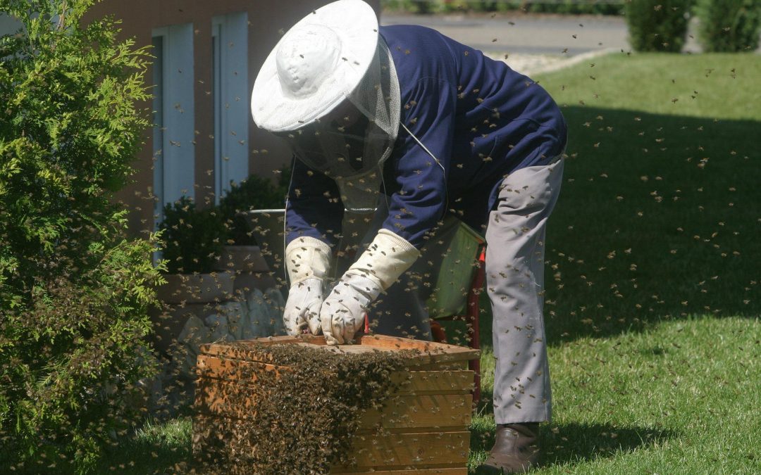 Bienenvolk kaufen – Was muss ich beachten?