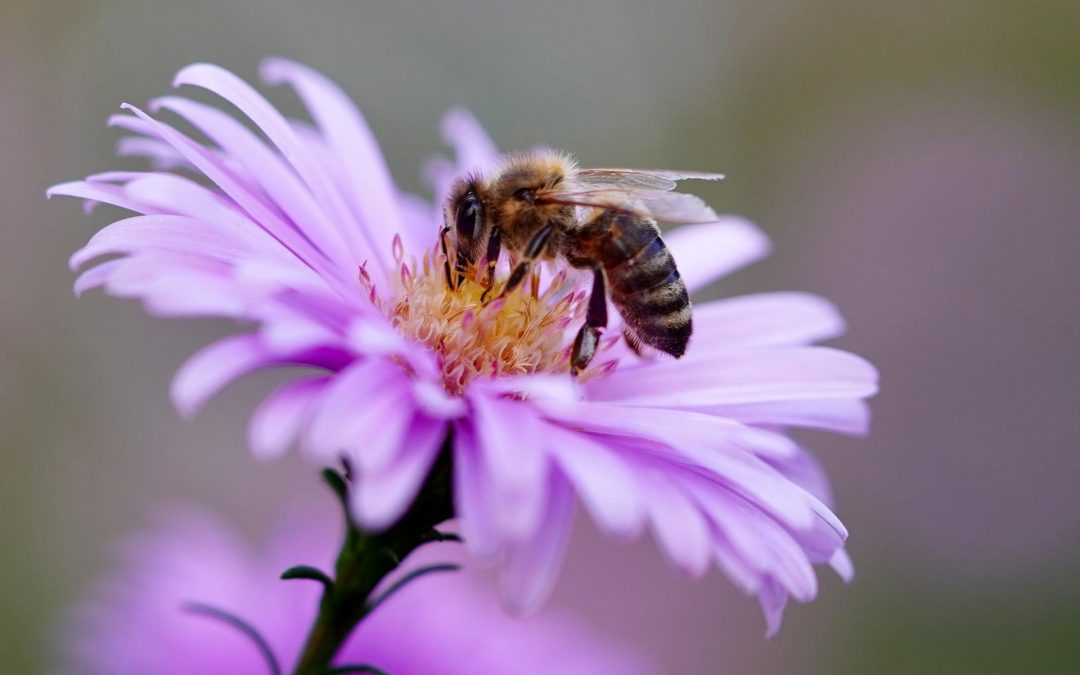 Tag der Biene – Ein großer Tag für eine kleine Biene