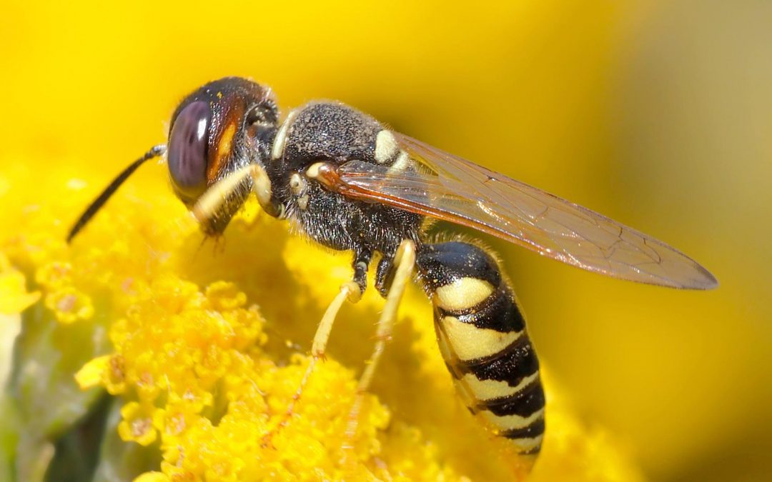 Feinde der Biene