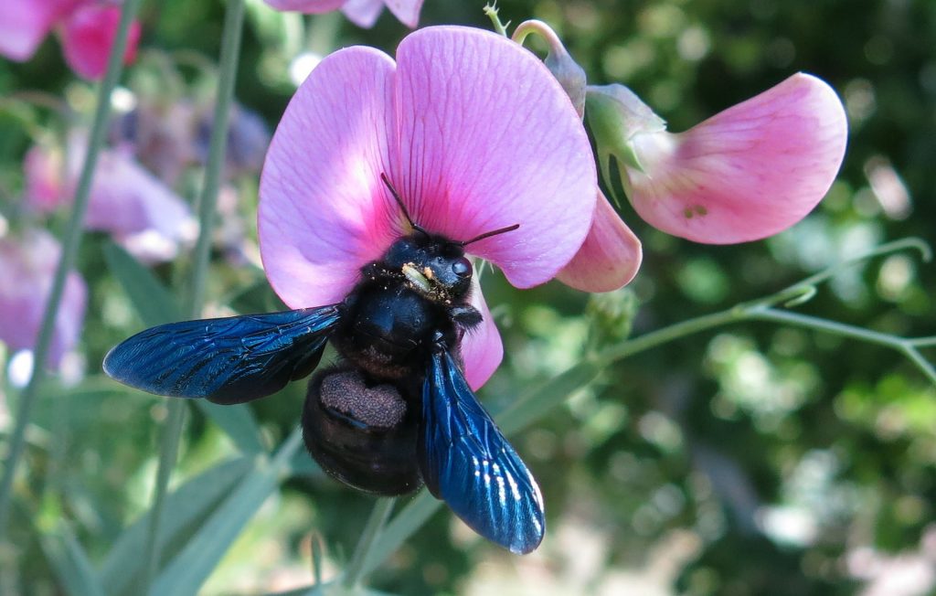 Schwarze Holzbiene besucht eine Blume.