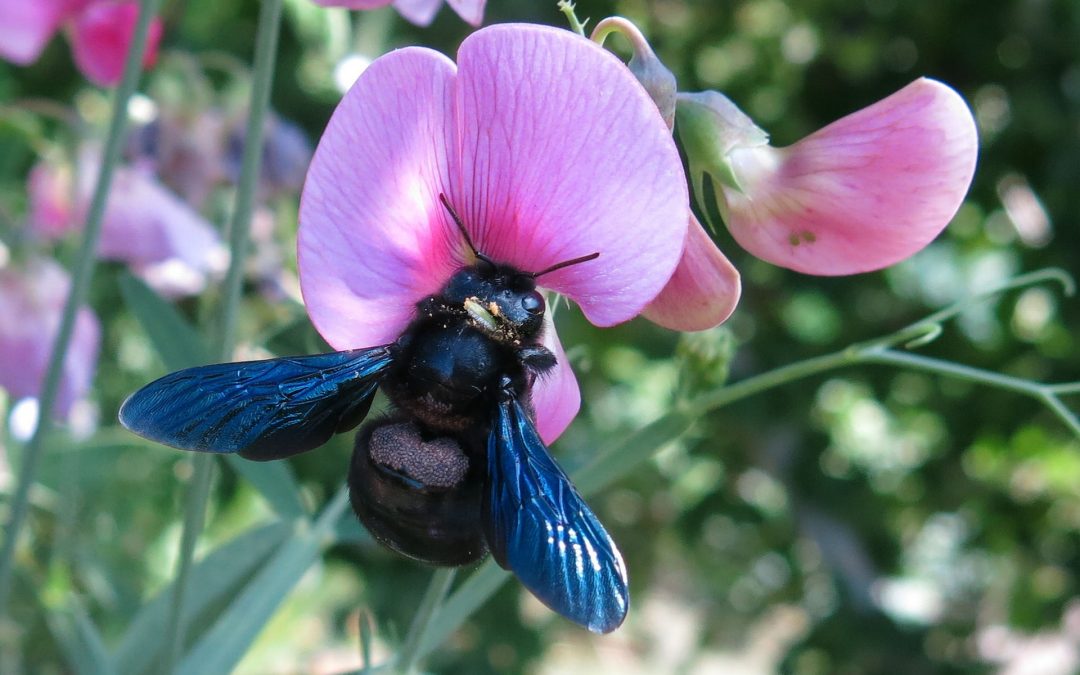 Schwarze Holzbiene – Alle wichtigen Informationen