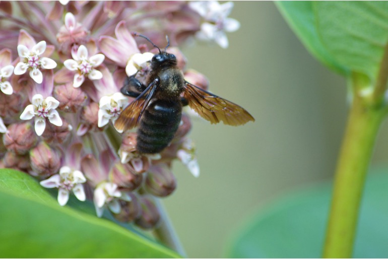 Nahaufnahme von einer Schwarzen Holzbiene auf einer Blume