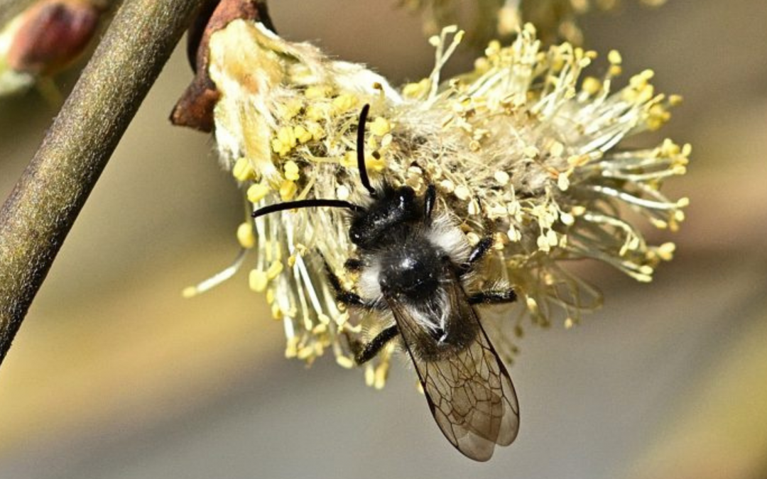Die Sandbiene – Ihr Lebensraum in der Natur