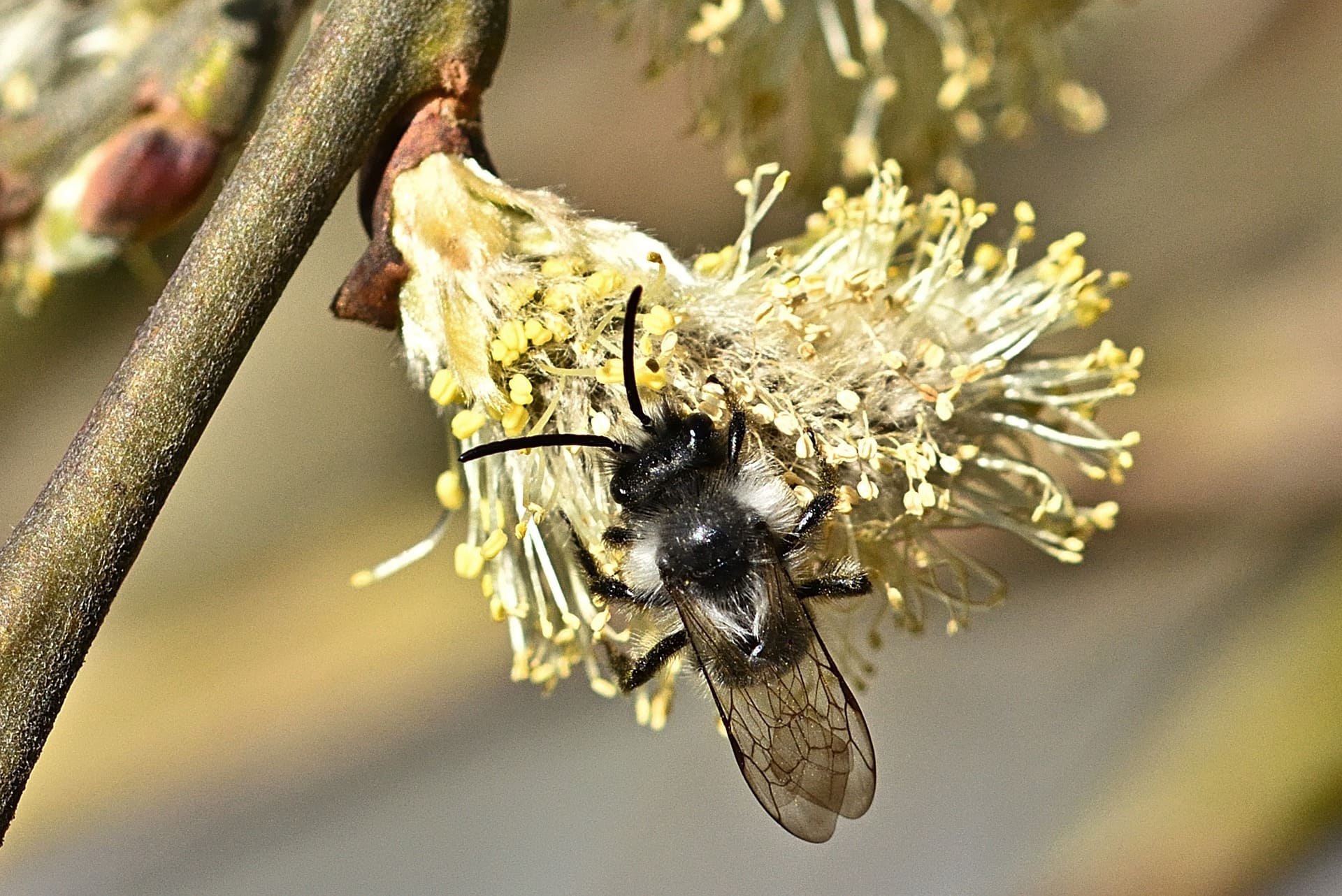 Eine Biene bestäubt eine Blume.