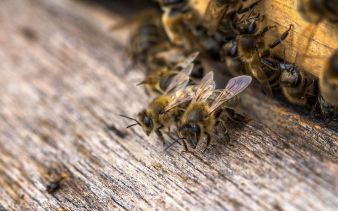 Bienen vor Eindringlingen schützen – was für Tipps gibt es?