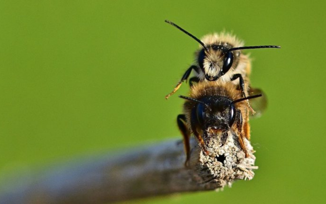 Wildbienen ansiedeln – Was brauche ich?