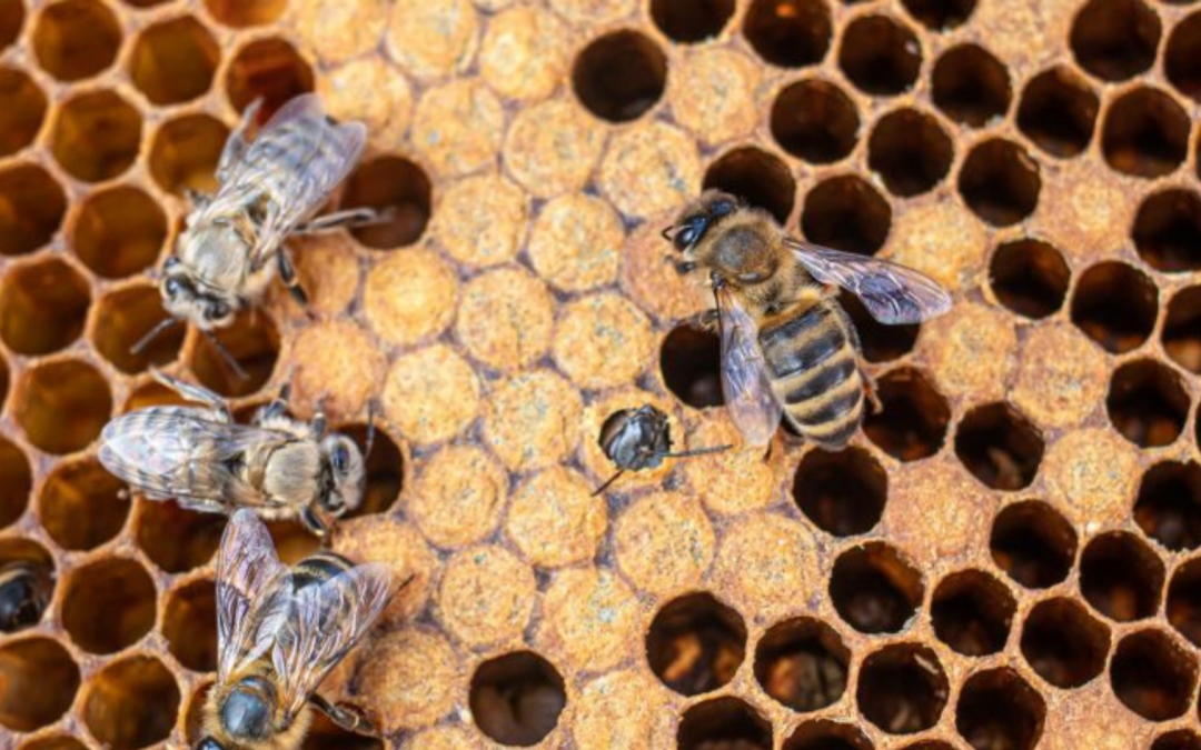 Bienenkrankheiten – Diagnose und Behandlung