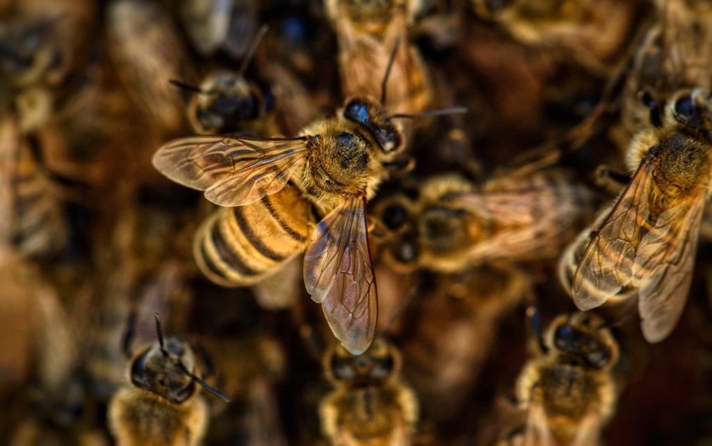 Bienen auf einen Haufen