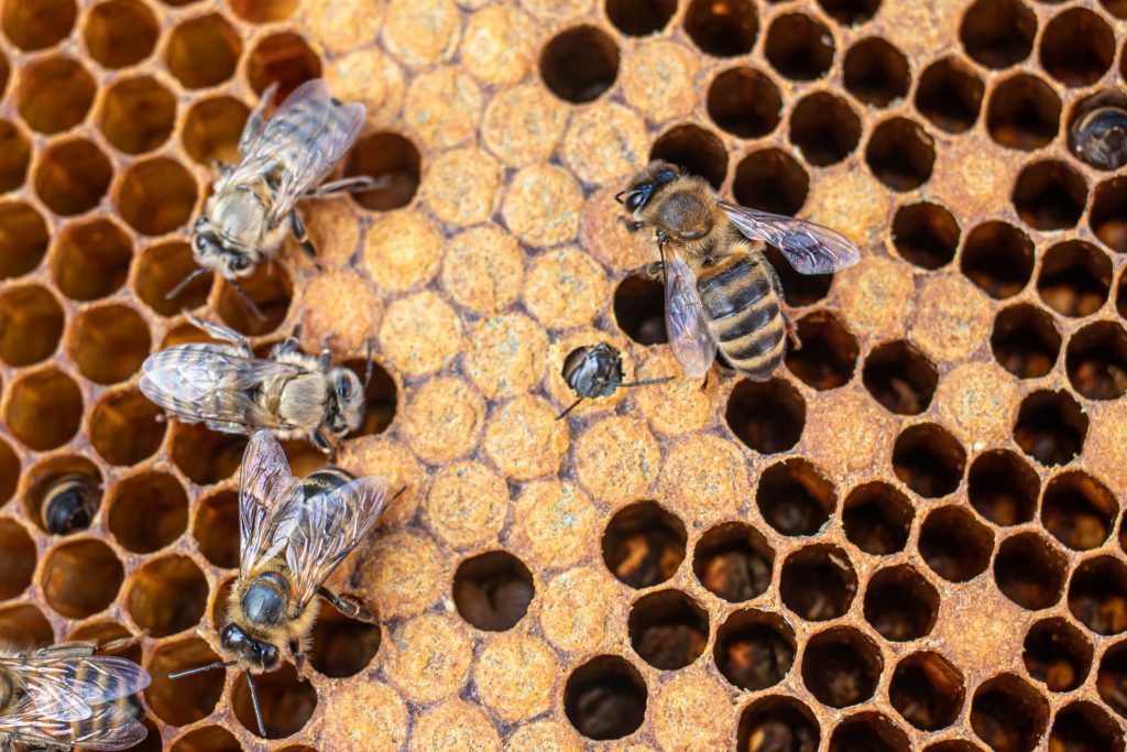 Honigbienen auf einer Honigwabe