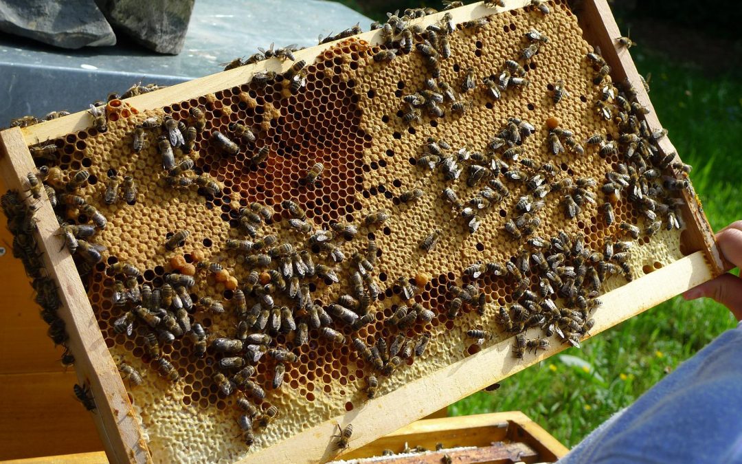 Bienen Ableger – Alles, was du dazu wissen musst