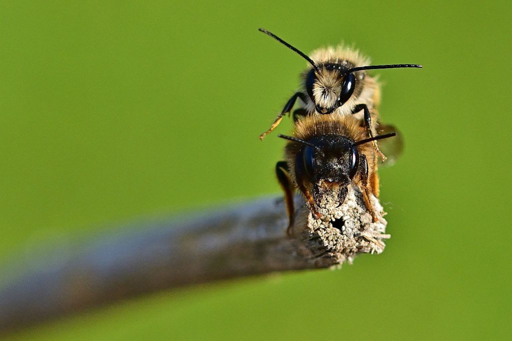 Bienen bei der Paarung auf einen Stock