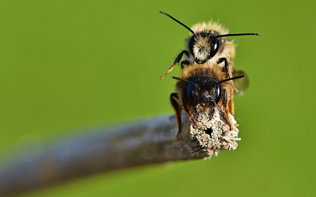 Wildbienen ansiedeln – Was brauche ich?