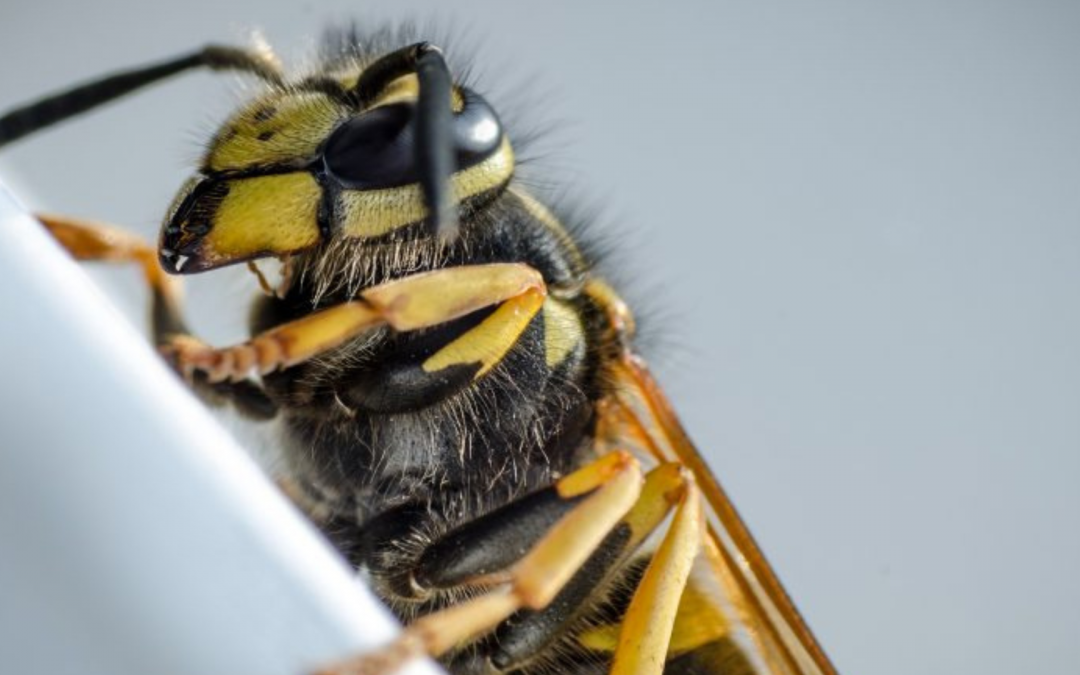 Warum produzieren Wespen keinen Honig?