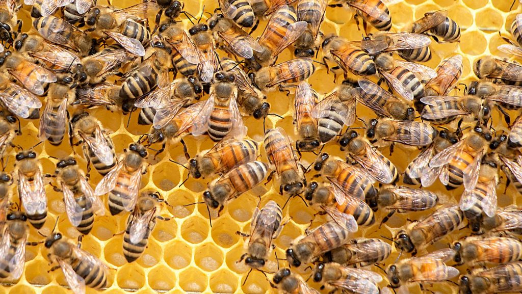 viele Bienen auf einer Bienenwabe