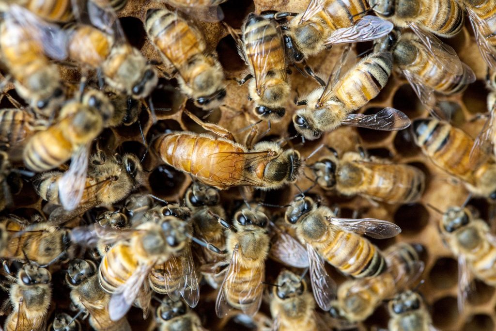 Bienenkönigin umgeben von ihrem Bienenvolk