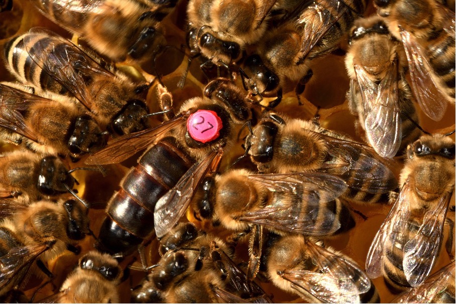 Bienenkönigin umgeben von ihrem Bienenvolk