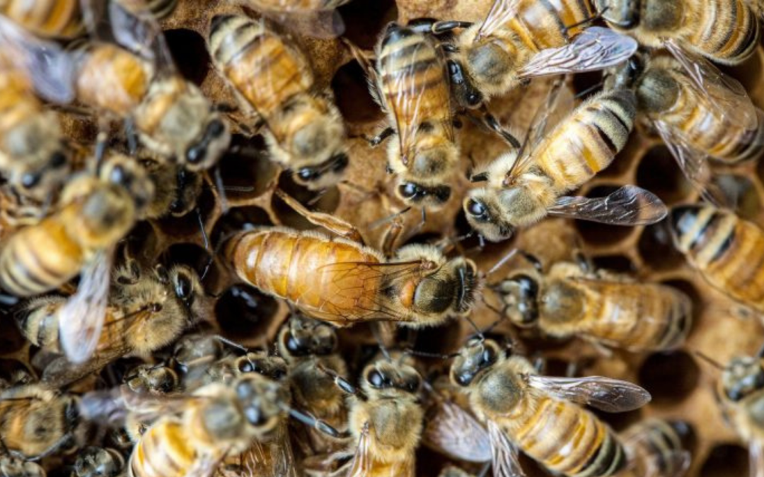 Die Bienenkönigin – Was unterscheidet sie von anderen Bienen?