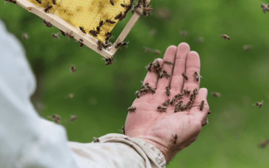 10 Gründe, warum DU mit dem Imkern anfangen solltest