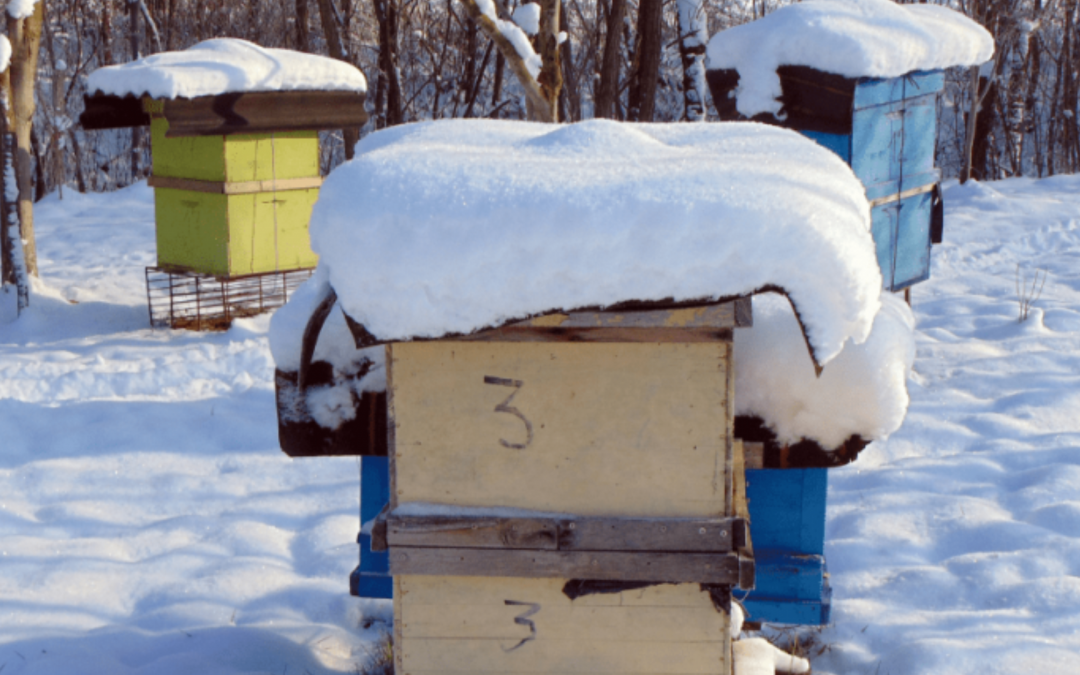 Halten Honigbienen Winterschlaf?