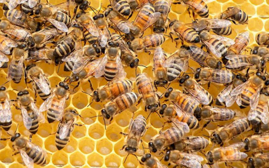Bienensprache – Wie kommunizieren Bienen?