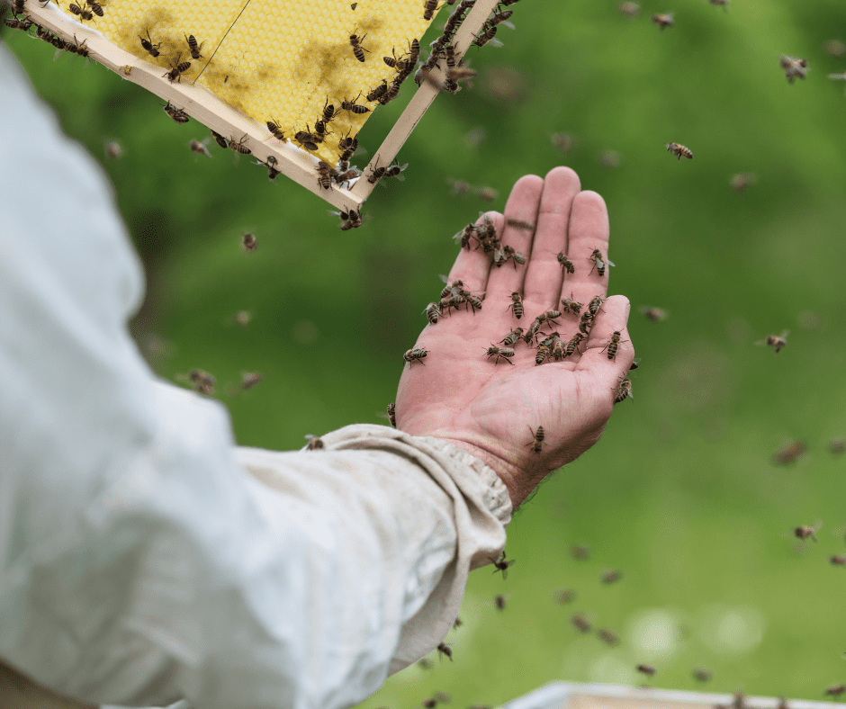 Imker mit Bienen auf der Hand