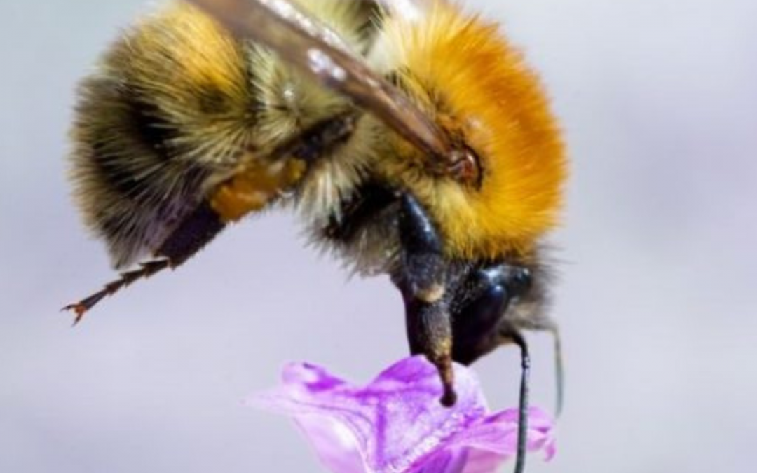 Die Hummel – eine kurze Vorstellung