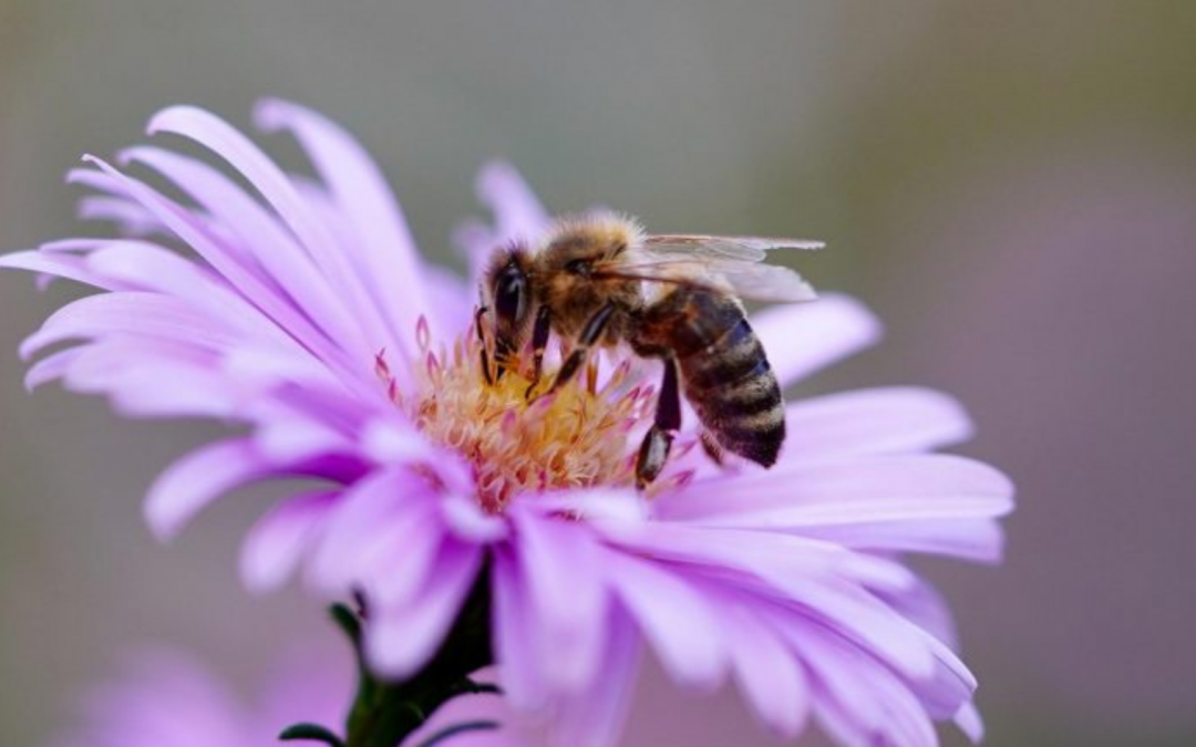 Die italienische Biene – ein Sammler mit großer Anpassungsfähigkeit
