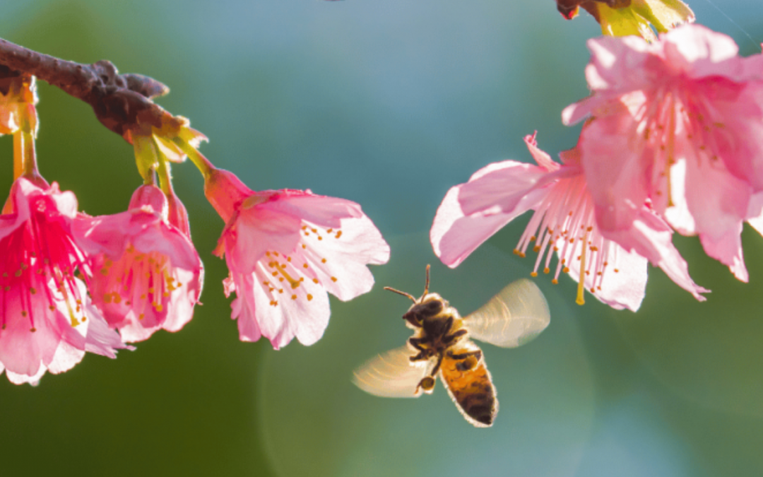 Die ägyptische Lamarckii Biene