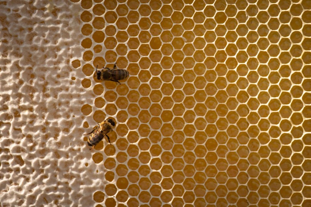 2 Honigbienen krabbeln über eine Honigwabe.