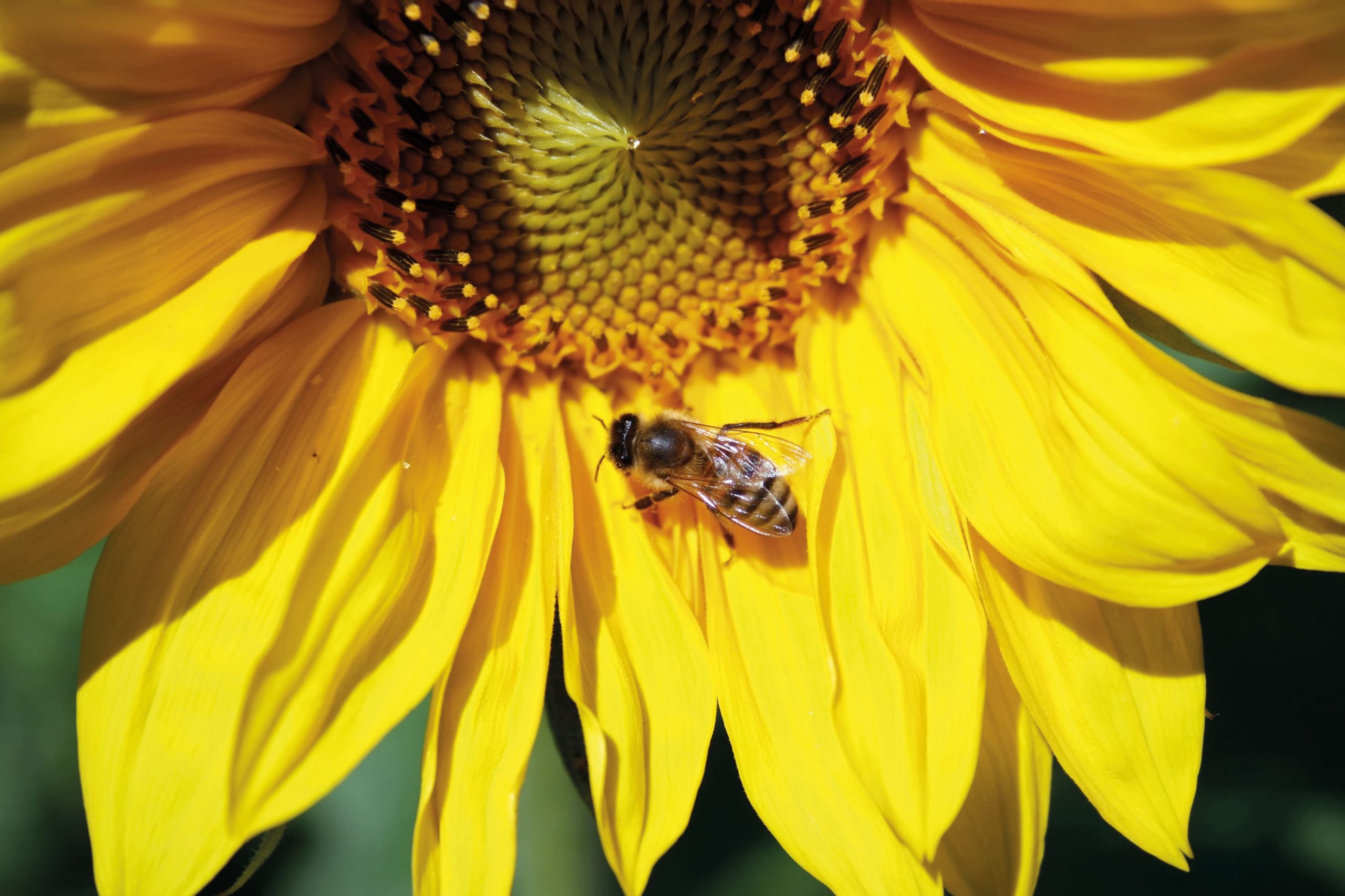 Eine Biene sitzt auf eine Sonnenblume im Sonnenlicht.