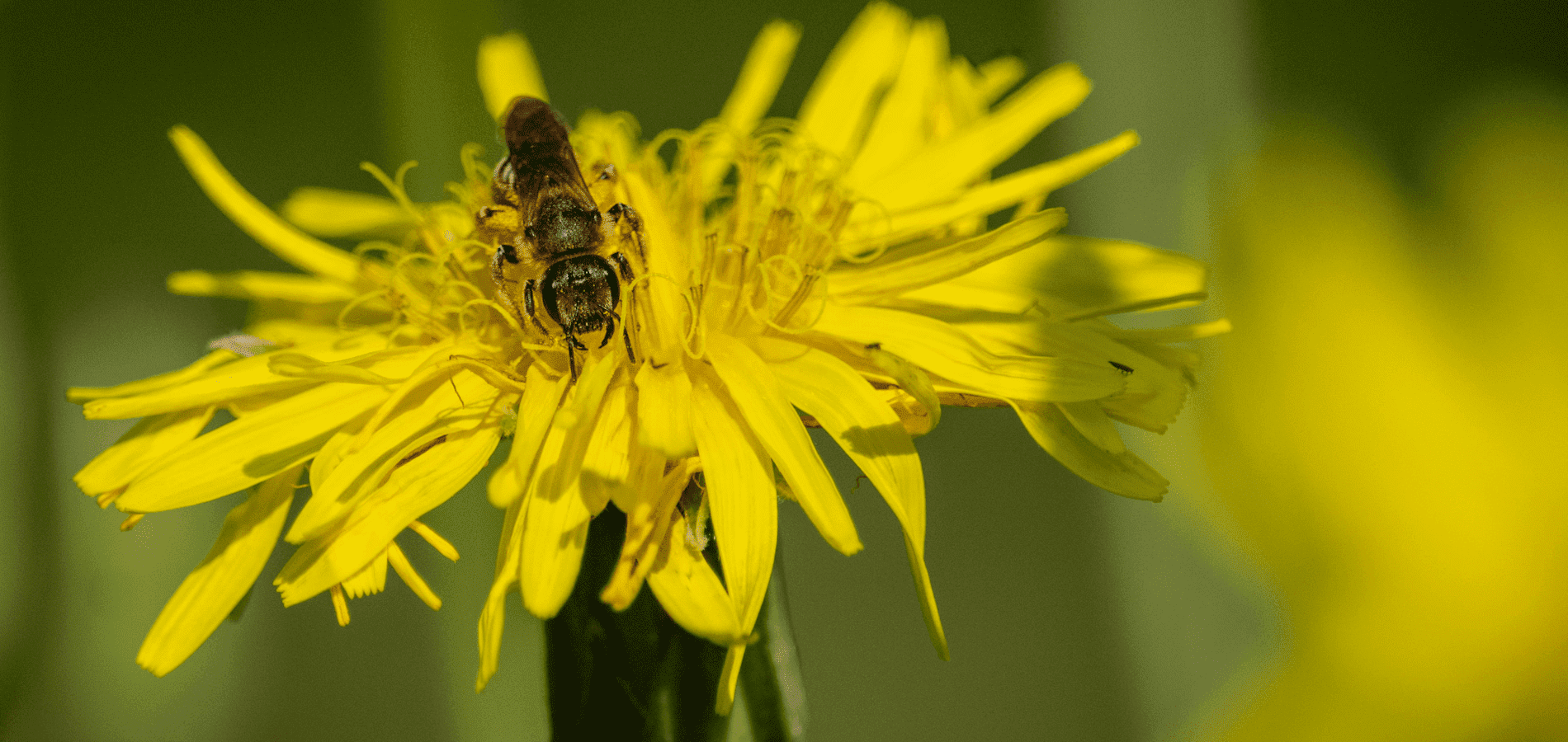 Die dunkle Biene auf eine gelbe Blüte.