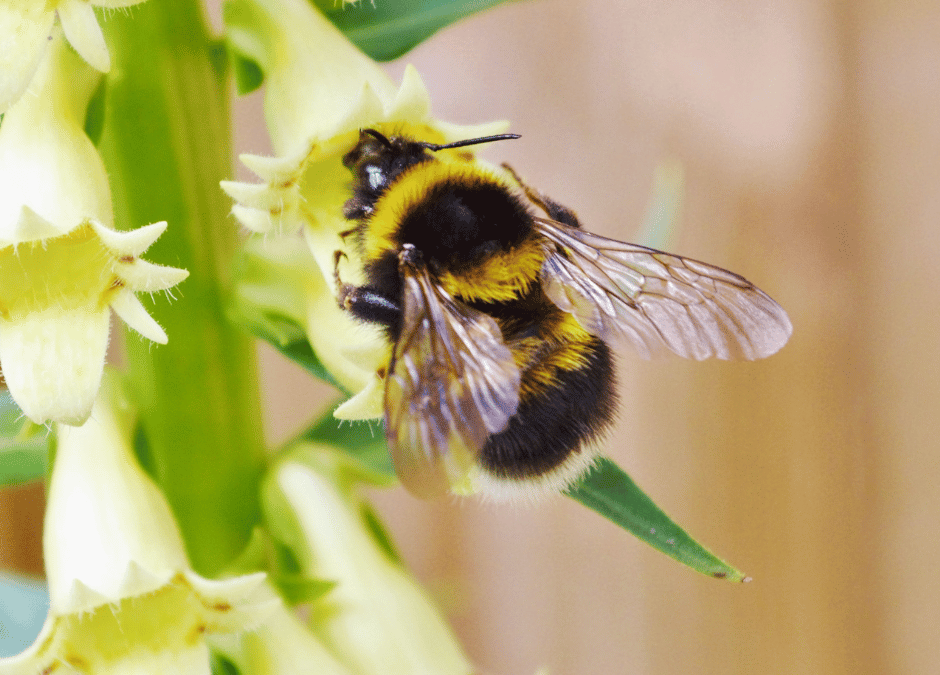 Bienen und Hummeln – ein Vergleich