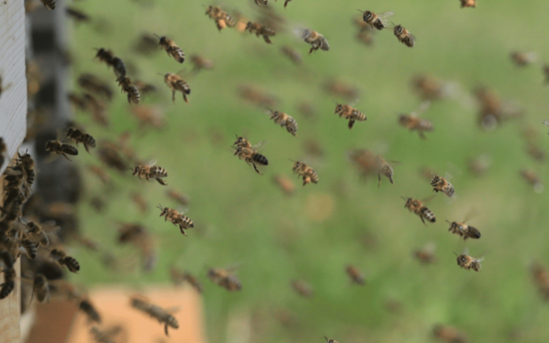 Das Leben im Bienenstock: Aufbau und Funktionen im Bienenvolk