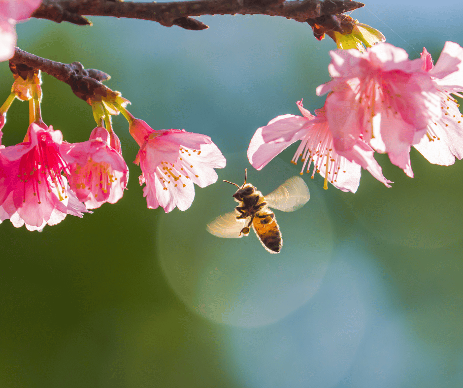 Biene fliegt zwischen Blüten
