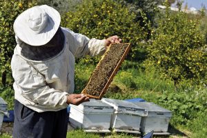 Ein Imker arbeitet und kümmert sich um die Honigbienen.