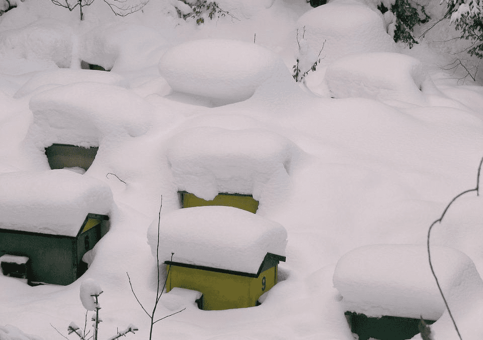 Überwinterung von Bienen
