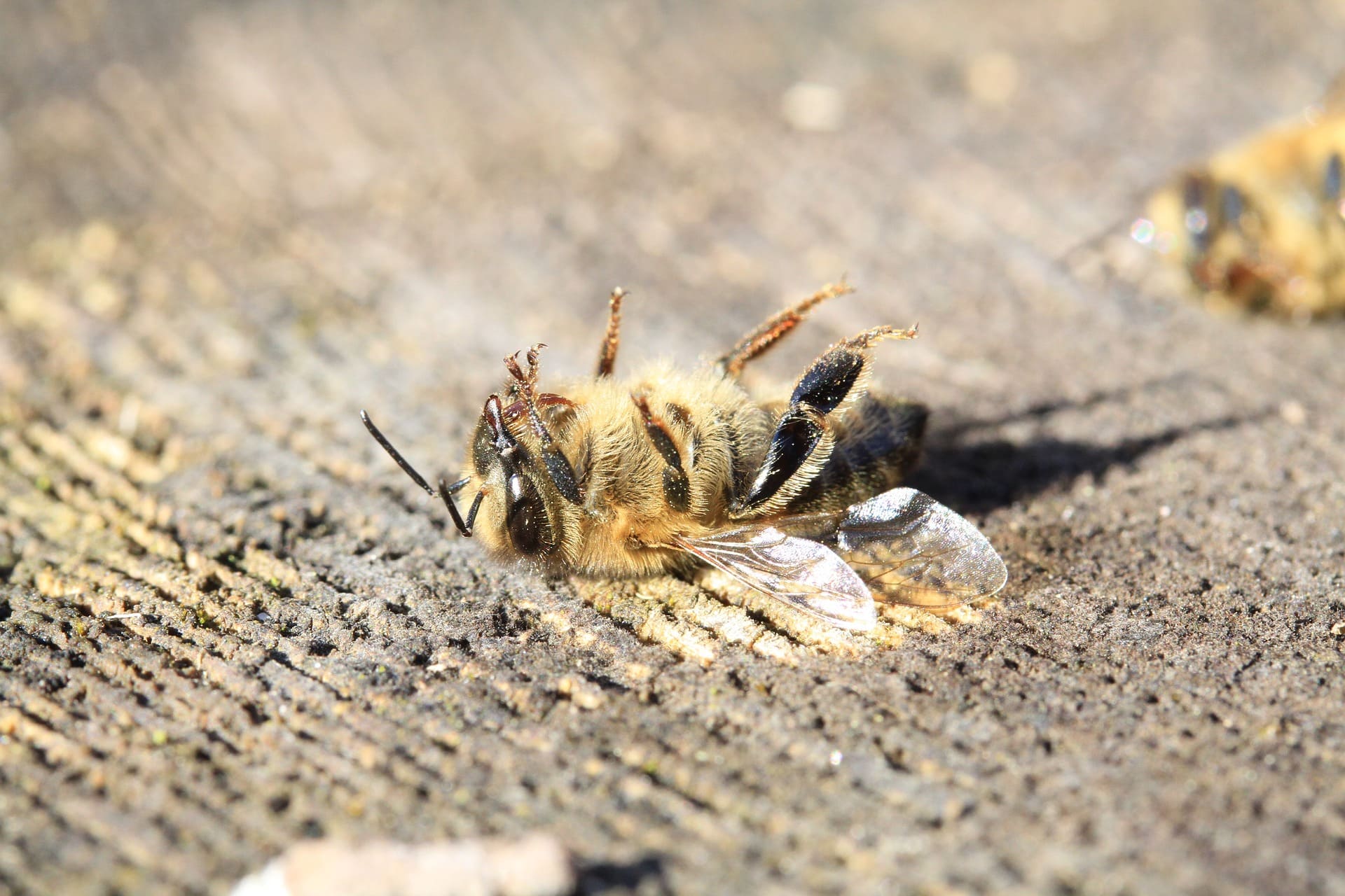 Eine tote Biene