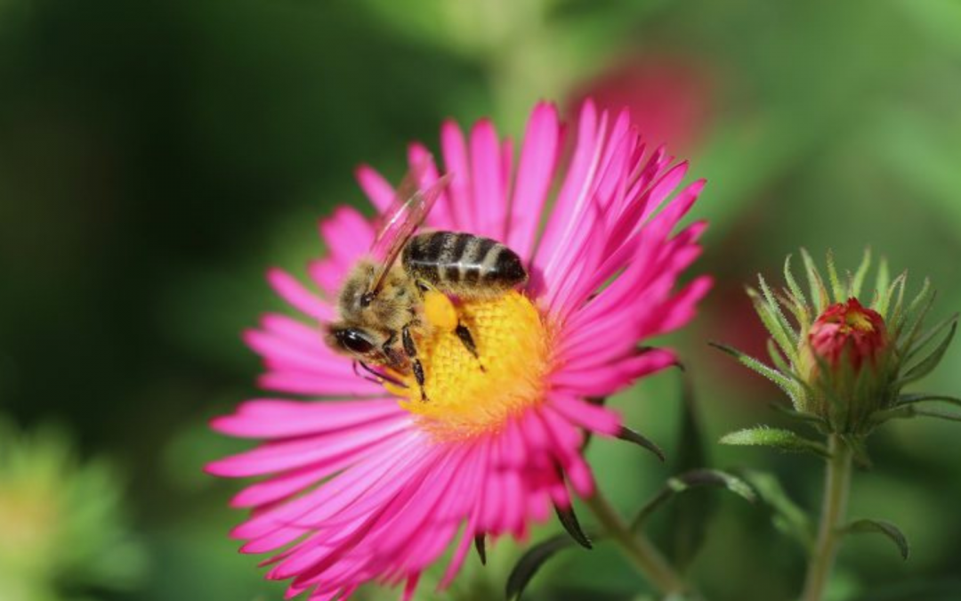 Von der Blüte zum Honig – Wie sammeln Bienen Nektar und Pollen und wie entsteht daraus Honig?