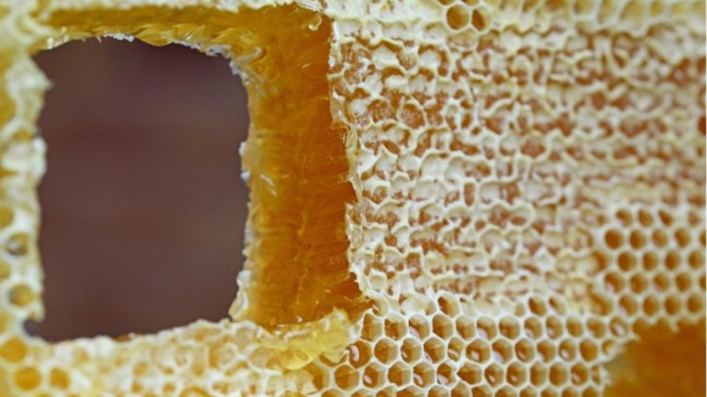 Was Passiert Mit Alten Waben In Imkerlichen Beuten Bienen Gesundheit
