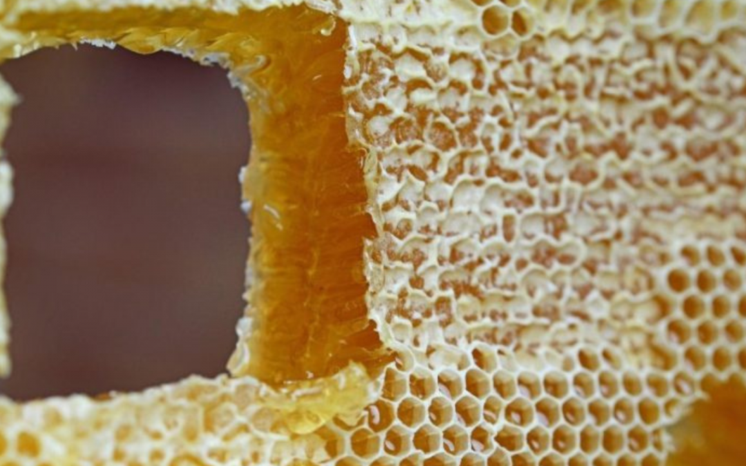 Vorbild Bienenwabe – Bienen als Inspiration in der Architektur