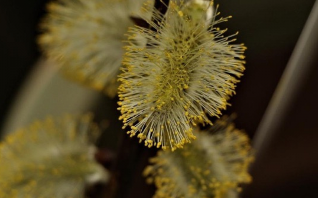 Die Frühlings-Seidenbiene