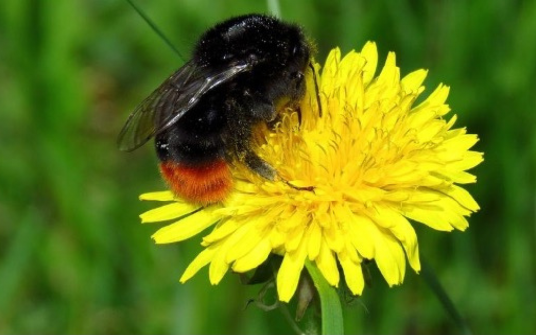 Die Steinhummel