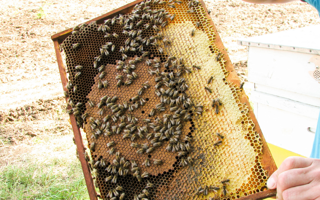 Was passiert mit alten Waben in imkerlichen Beuten?