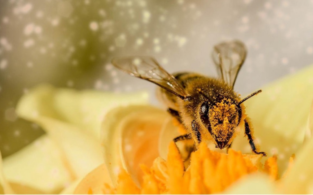 Bienen und ihre erstaunlichen Fähigkeiten