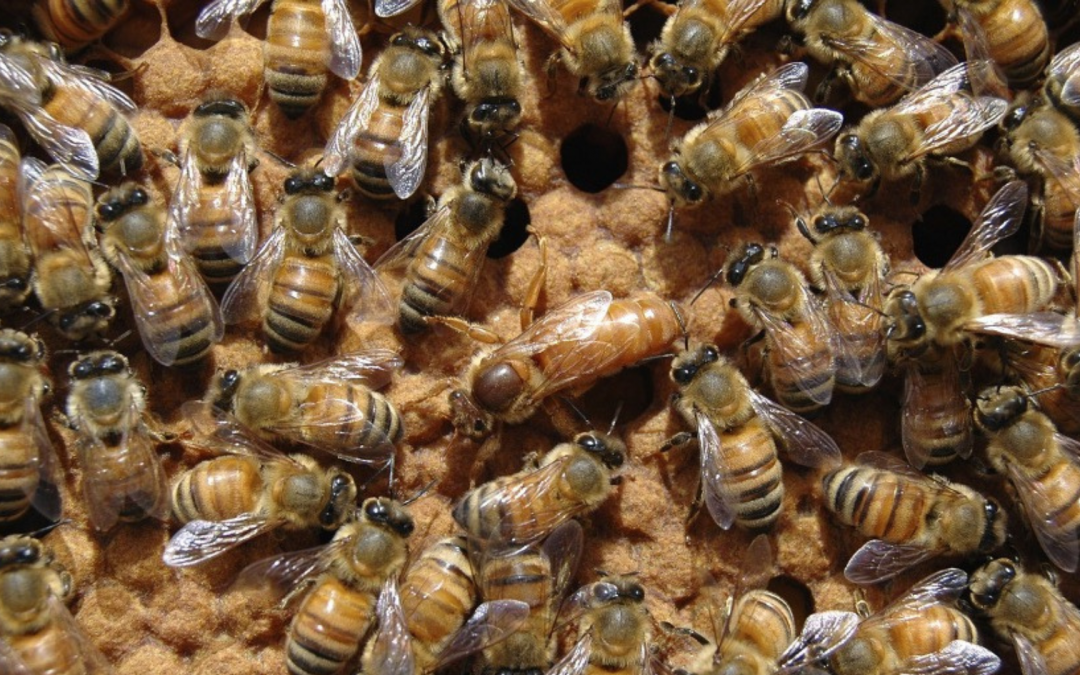 Lebenslauf einer Honigbiene